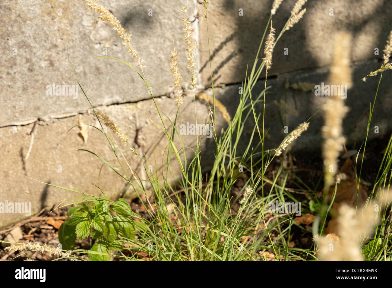 Zurich, Switzerland, July 14, 2023 Melica Ciliata or silky spike melic plant at the botanical garden Stock Photo