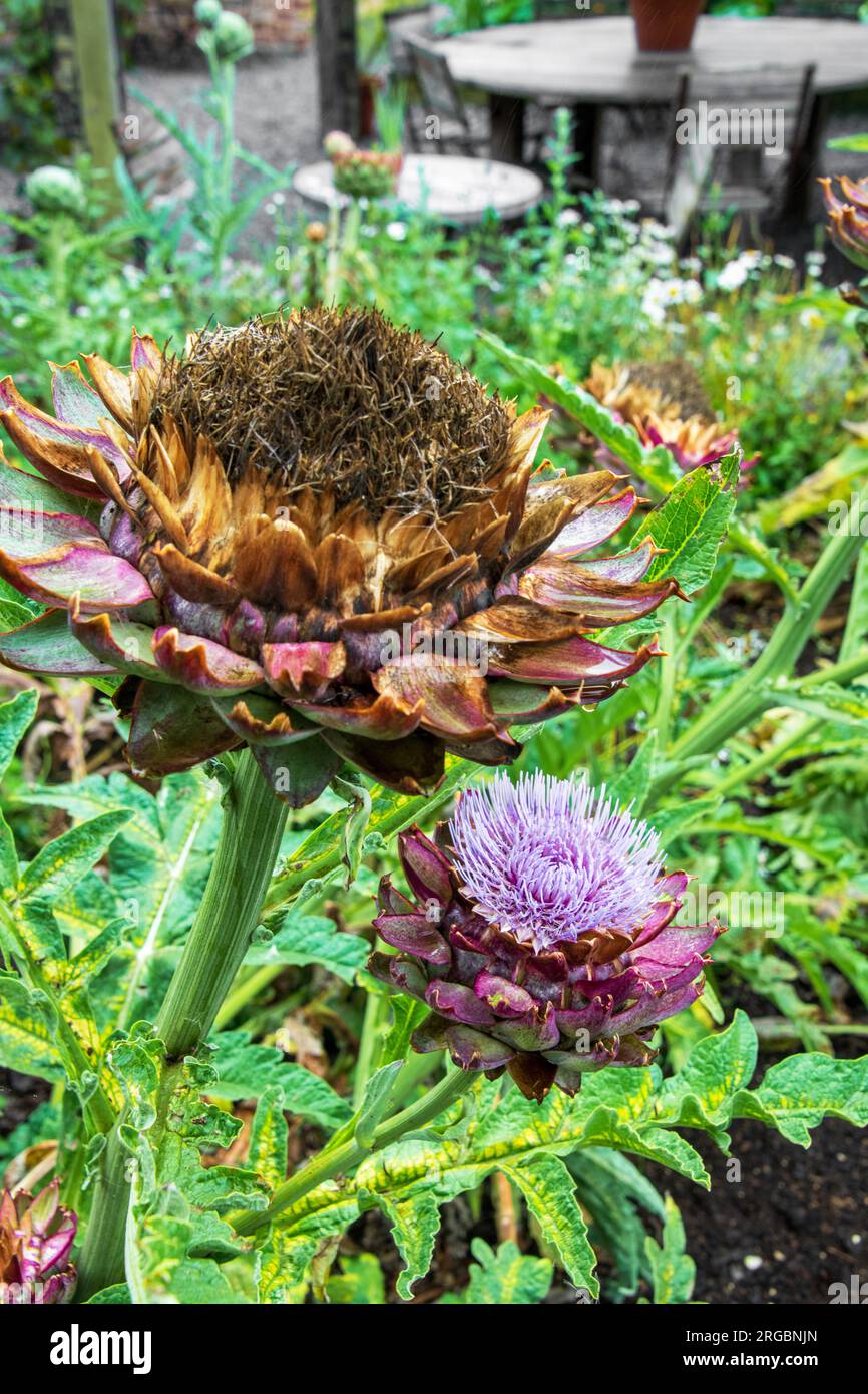Artichoke flowers growing in a market garden at The Pig Hotel, Kent. Stock Photo