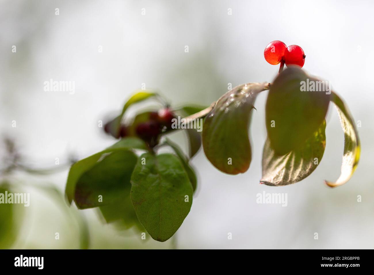 Close-up view at ripe red berries of the European fly honeysuckle (Lonicera xylosteum) with some green leaves Stock Photo