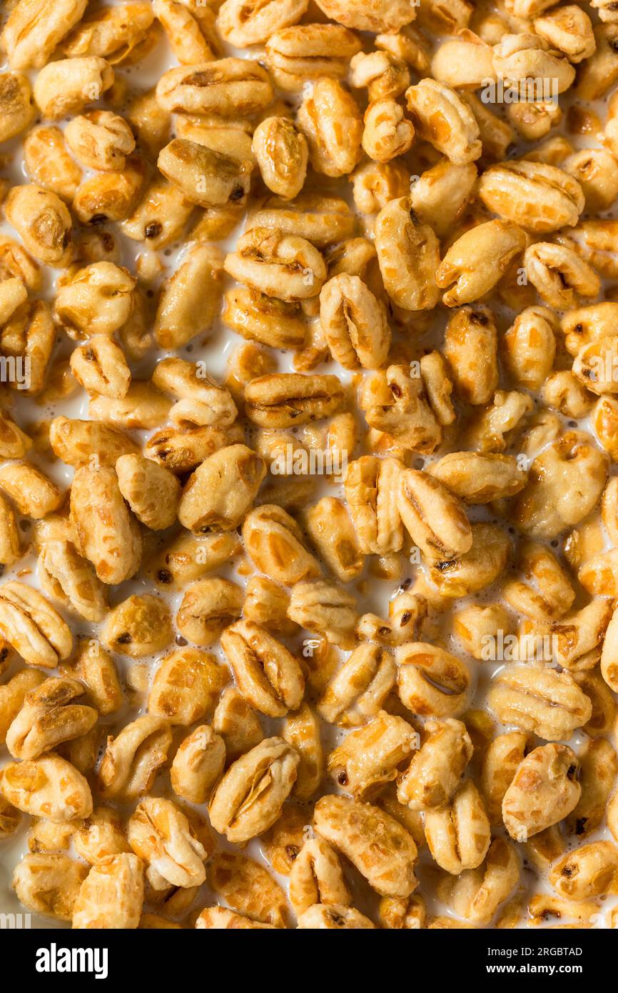 Healthy Sweet Puffed Wheat Breakfast Cereal and Whole Milk Stock Photo