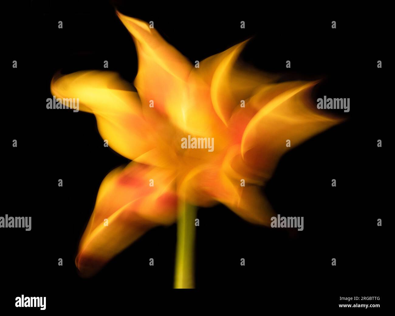 An Intentional Camera Movement photo showing a striking yellow and orange tulip appearing to dance against a clear black background. Stock Photo