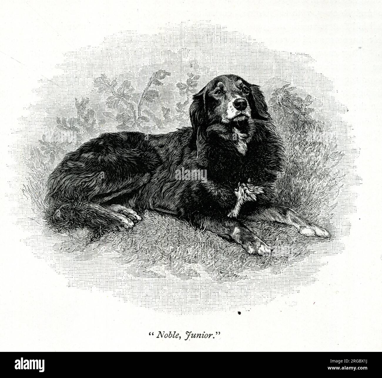 Queen Victoria's dog, Noble, Junior - 'The Queen's Dogs' Stock Photo