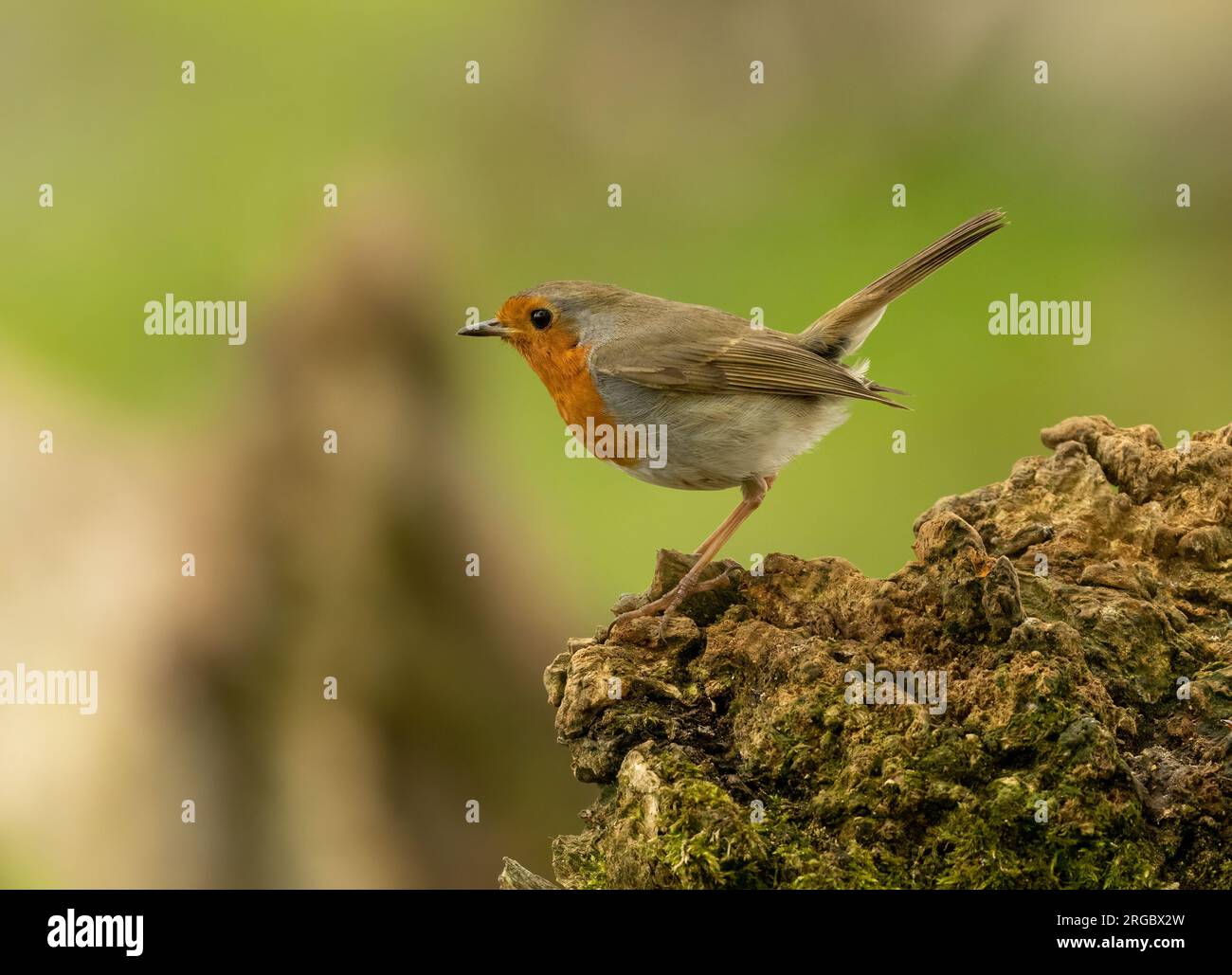Beautiful robin redbreast perched on wood in the forest with natural ...