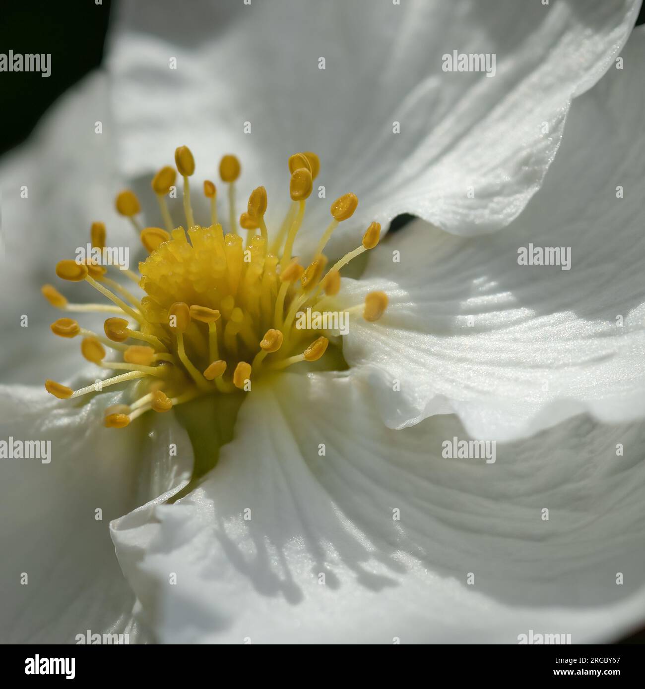 Single Potentilla Flower with White Petals and Yellow Stamen highlighted against a plain black background Stock Photo
