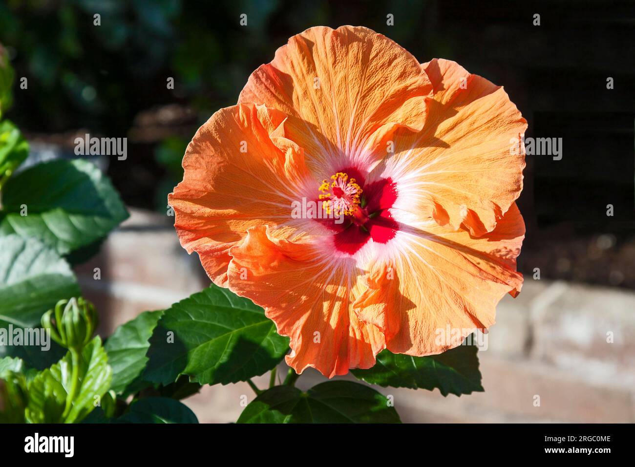 light orange hibiscus, cultivated flower, close-up, glossy green leaves, close-up; shrub, Malvaceae family; nature; summer, horizontal Stock Photo