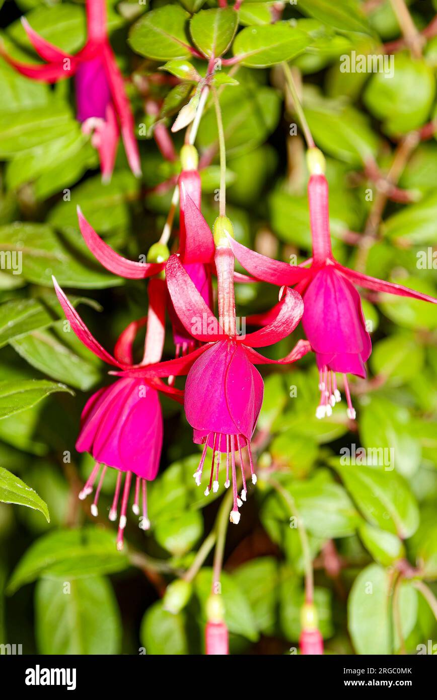 fuchsia flowers, shrub, cerise, close-up, nature, garden, Onagraceae family, tender perennial, attract hummingbirds, delicate, summer Stock Photo
