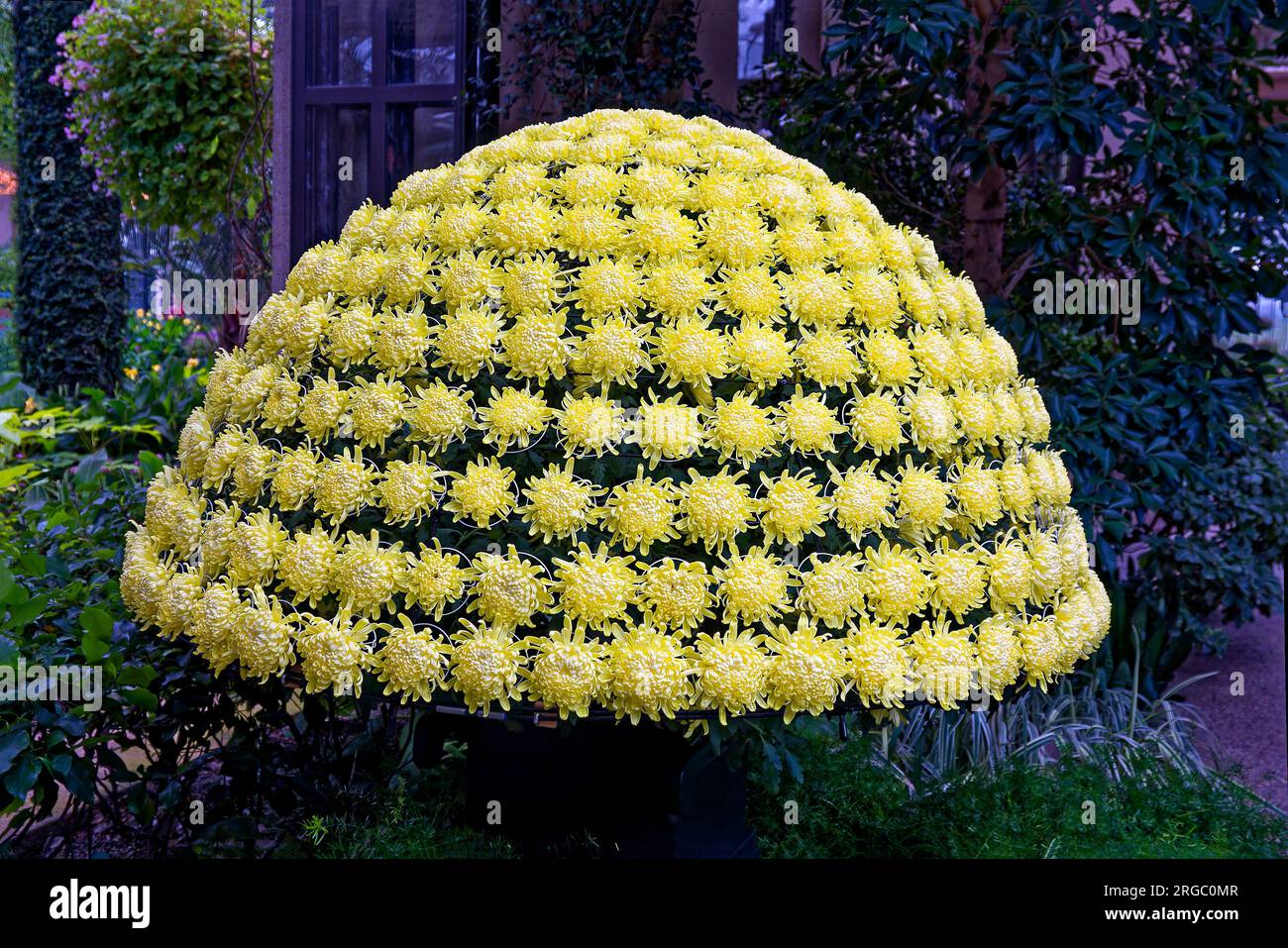 Thousand Bloom, chrysanthemums, yellow, growing in dome shape, 12 feet