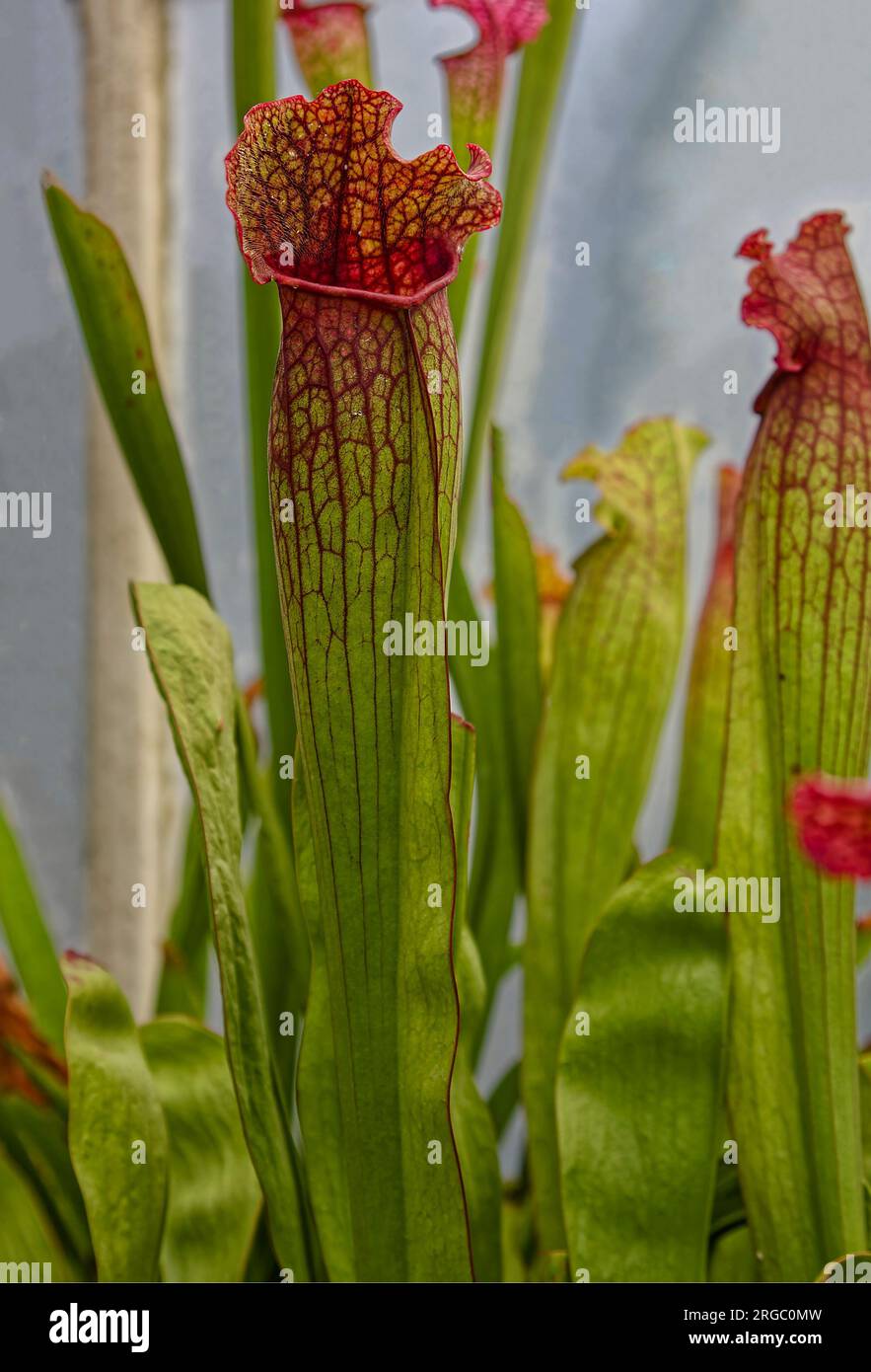 Tall and slender hi-res stock photography and images - Alamy