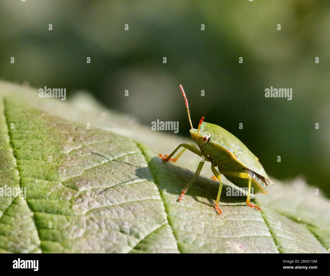 Green shield bug Stock Photo Alamy