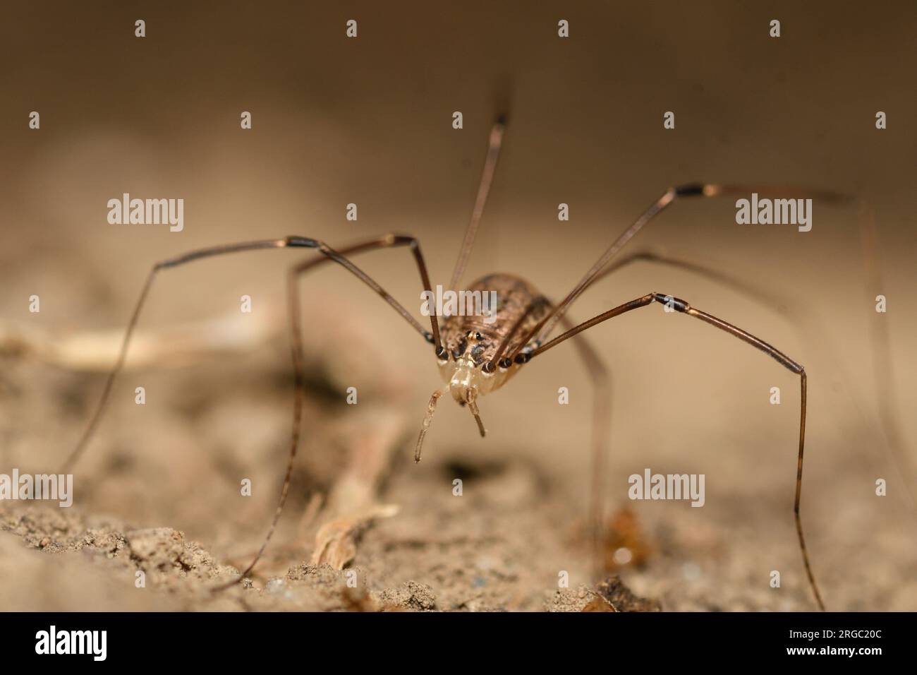 Close-up of a harvestman on the ground Stock Photo