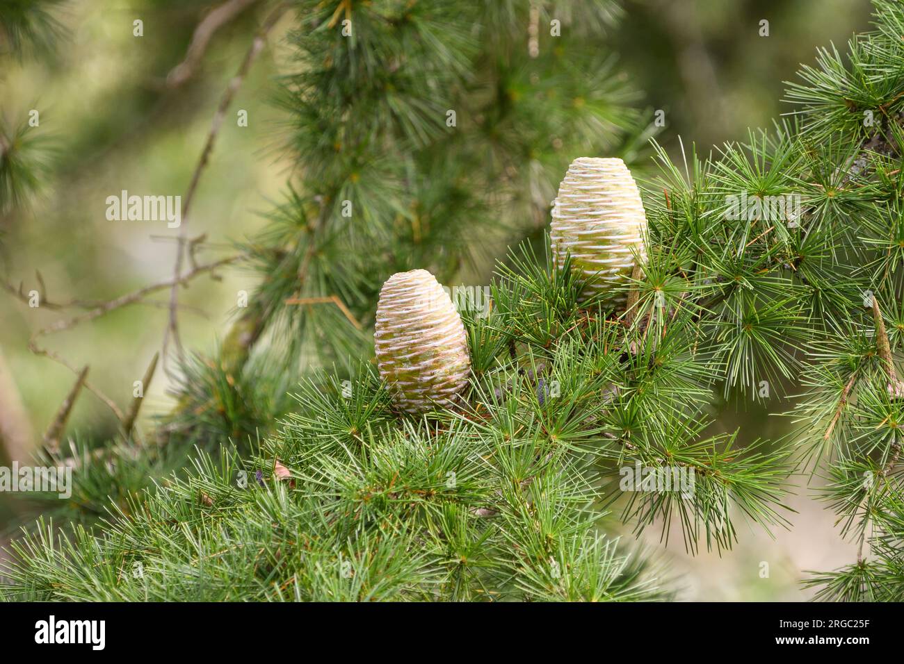 Close-up of the flower cones of a cedar tree Stock Photo