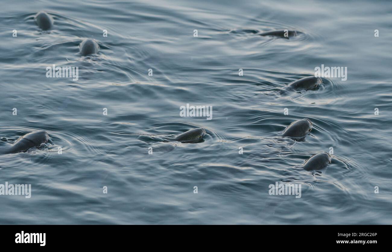 Fish feeding on the surface of the marsh water Stock Photo