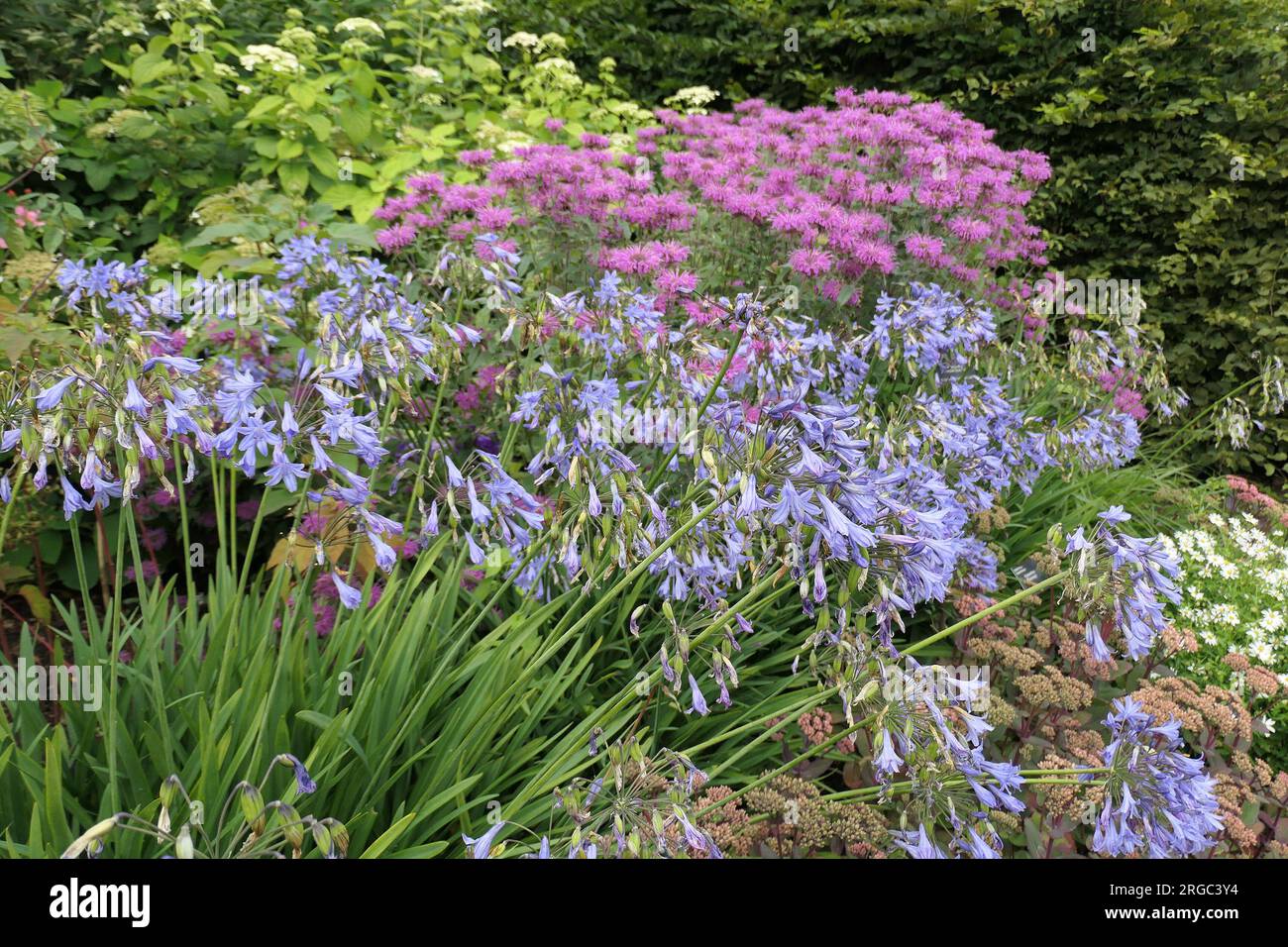 Closeup of the summer flowering herbaceous perennial garden plant Agapanthus Rosemary or African lily seen in the garden border. Stock Photo