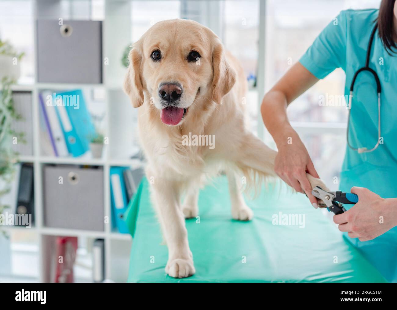 How to Groom a Golden Retriever - American Kennel Club