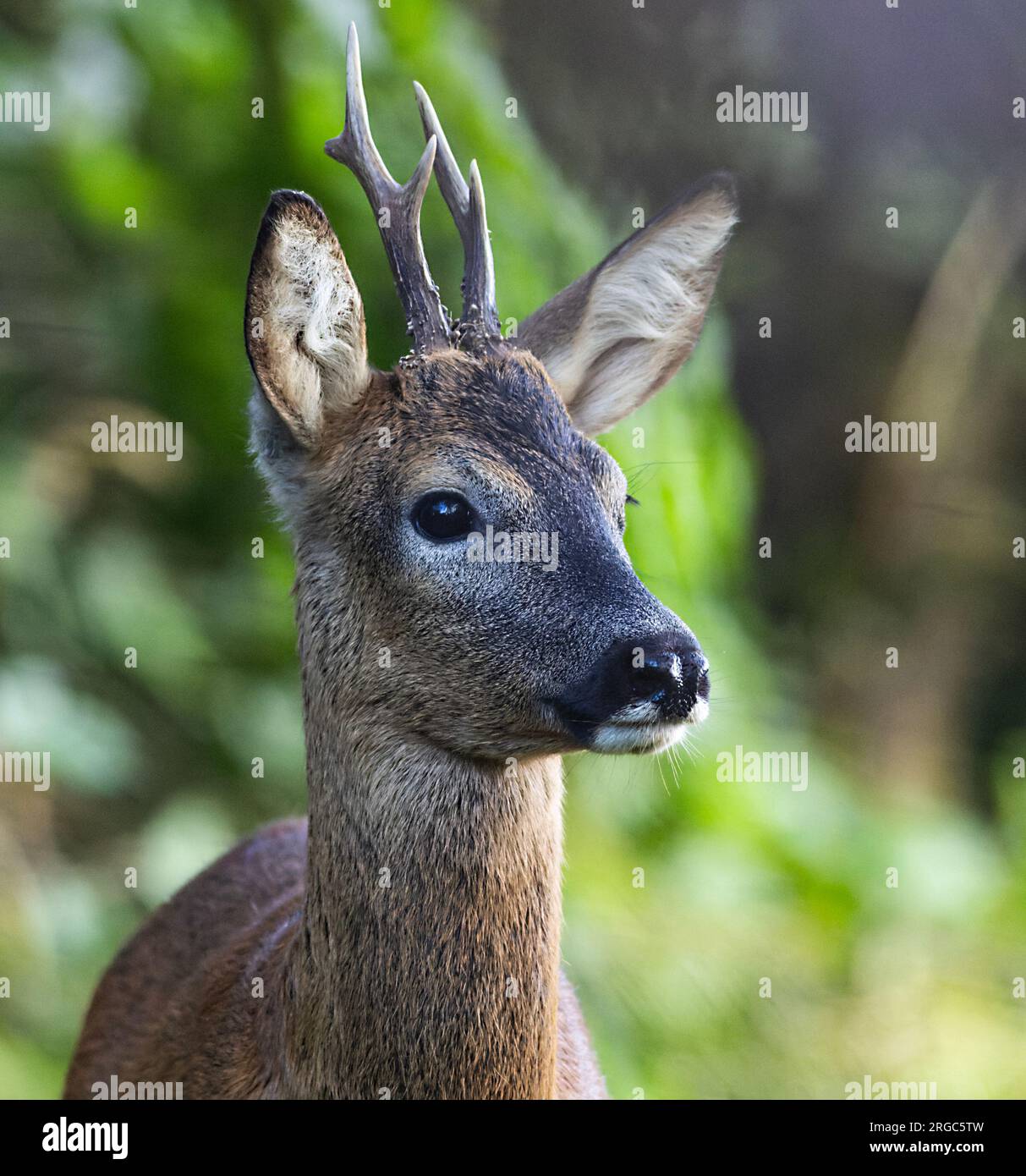 Roe deer eye hi-res stock photography and images - Alamy