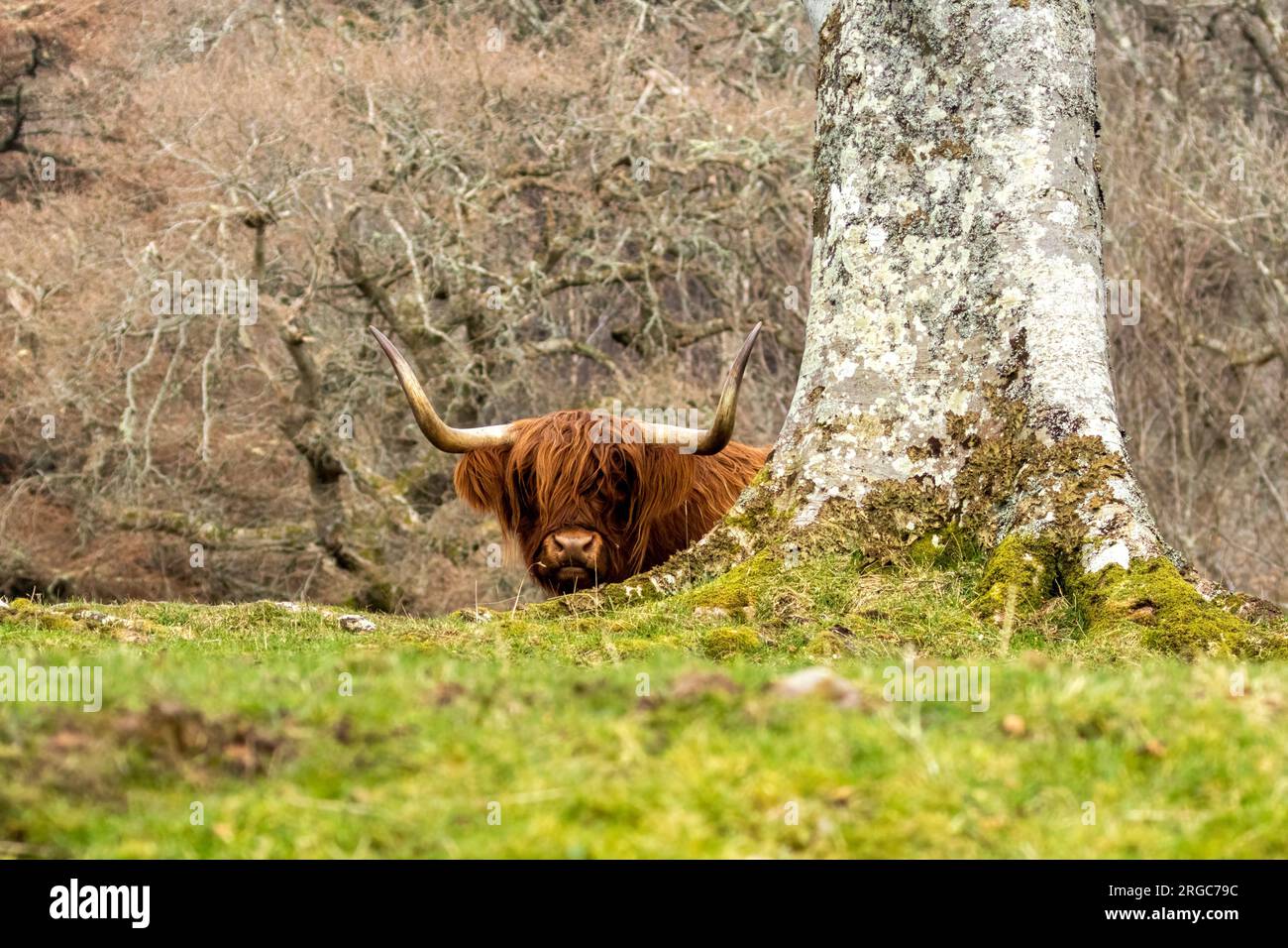 Scottish highland cow with big horns in a field Stock Photo - Alamy