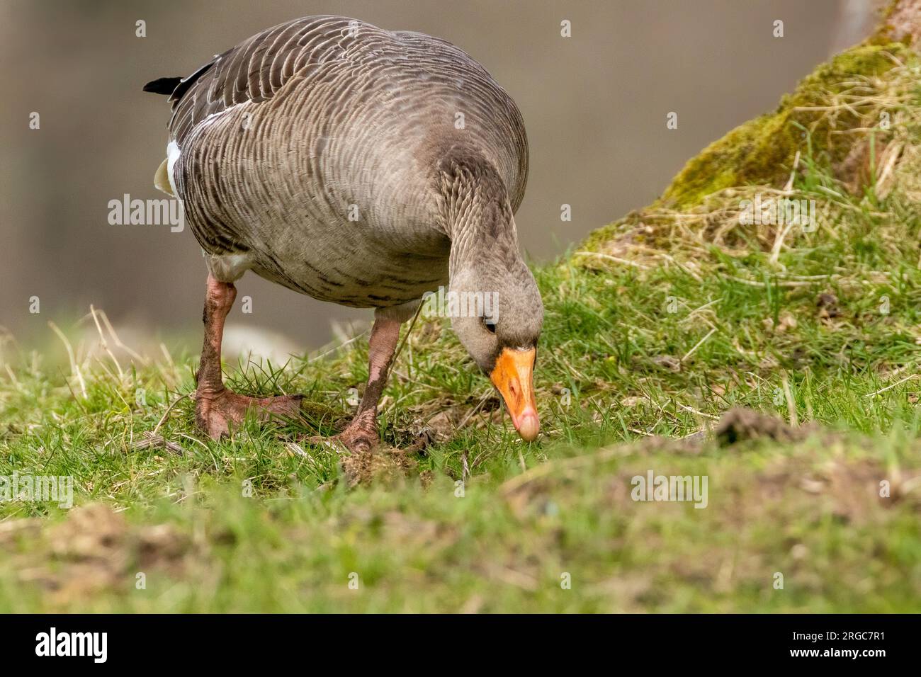 Goose Snatching Plucking a goose hi-res stock photography and images - Alamy