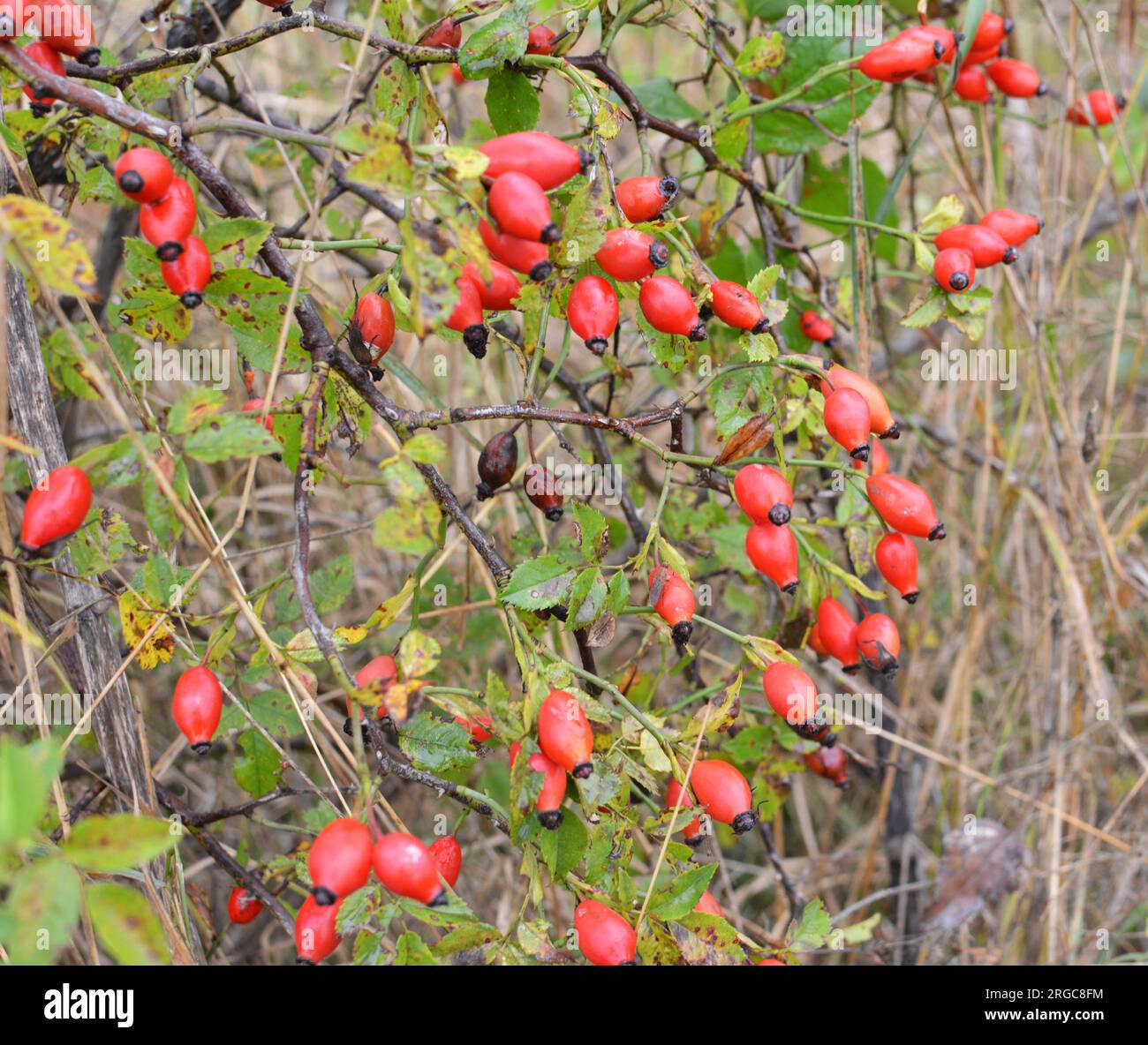 Red berries ripen on the branch of a dog rose bush Stock Photo
