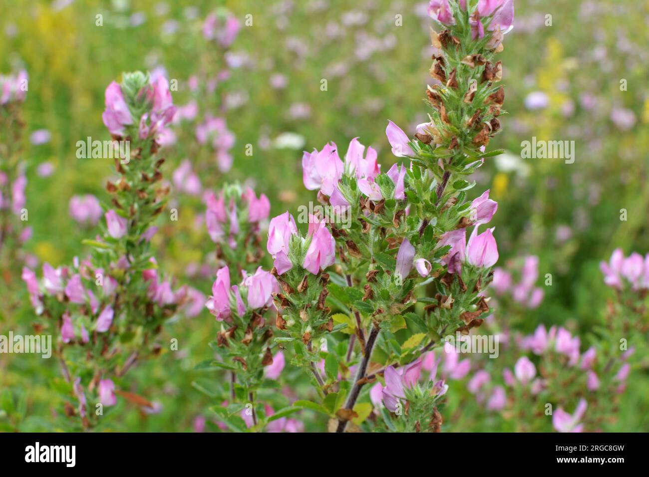 Ononis spinosa grows among grasses in the wild Stock Photo