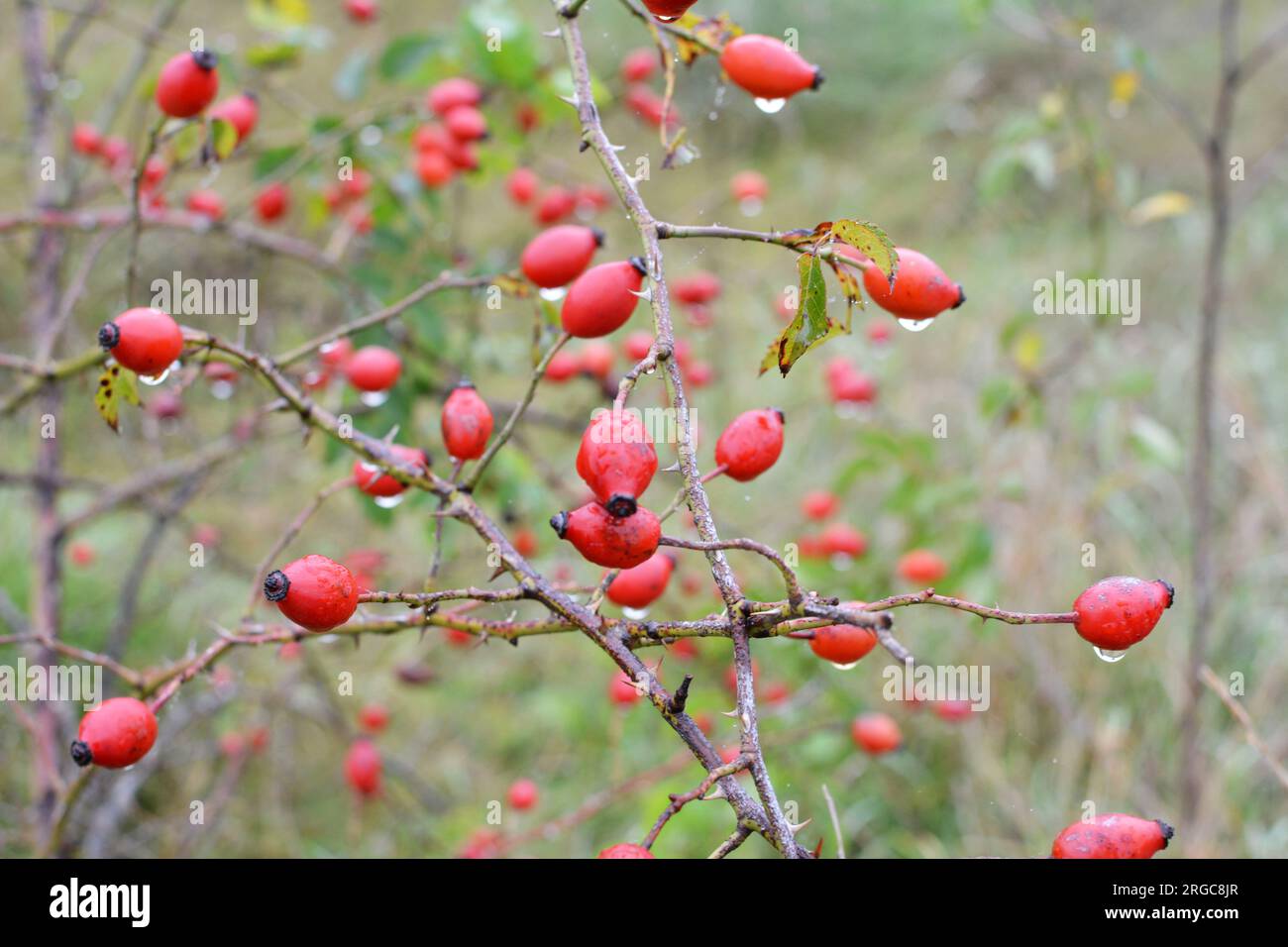 Red berries ripen on the branch of a dog rose bush Stock Photo