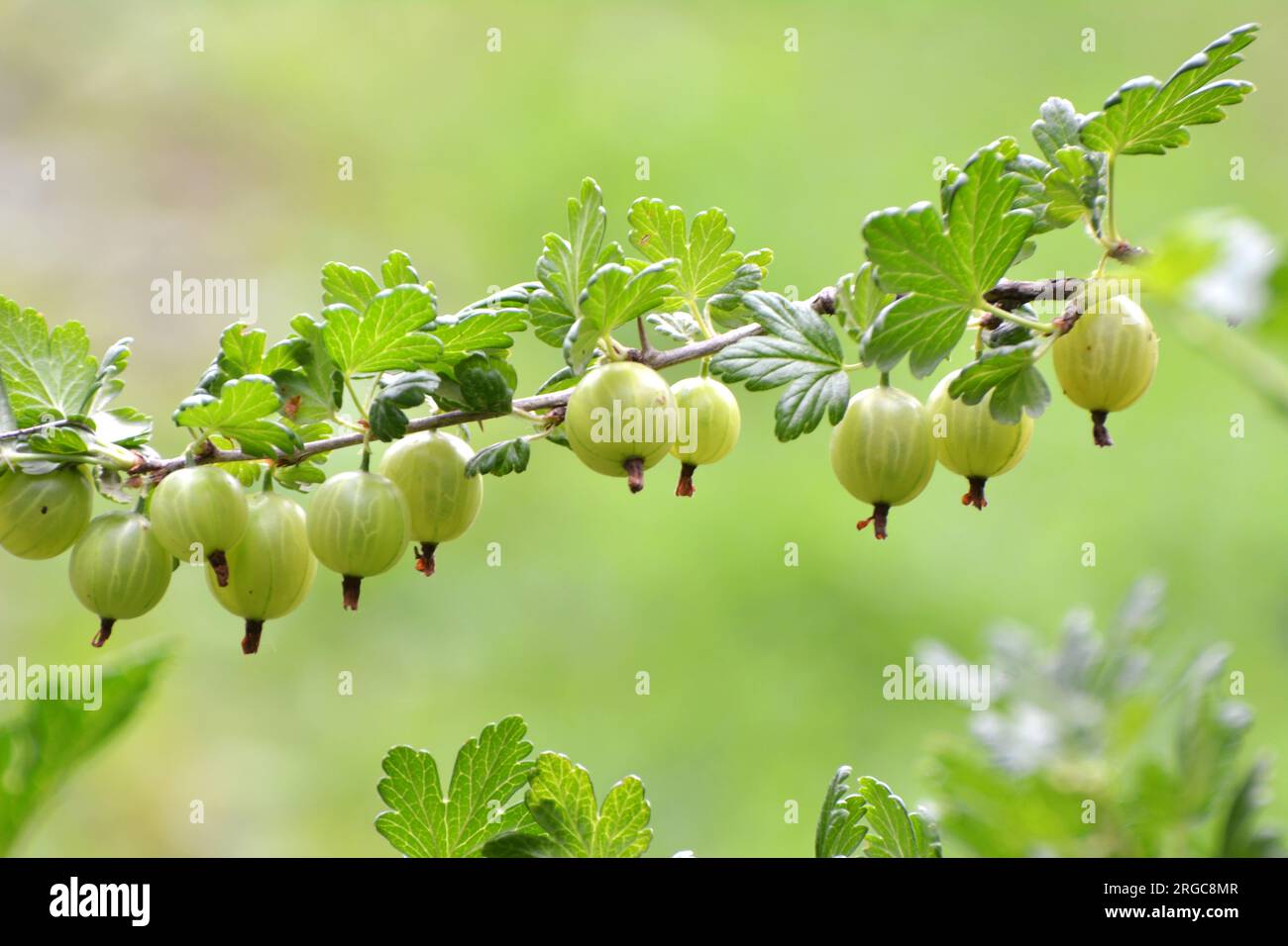 Branch bush of gooseberry with ripe berries Stock Photo