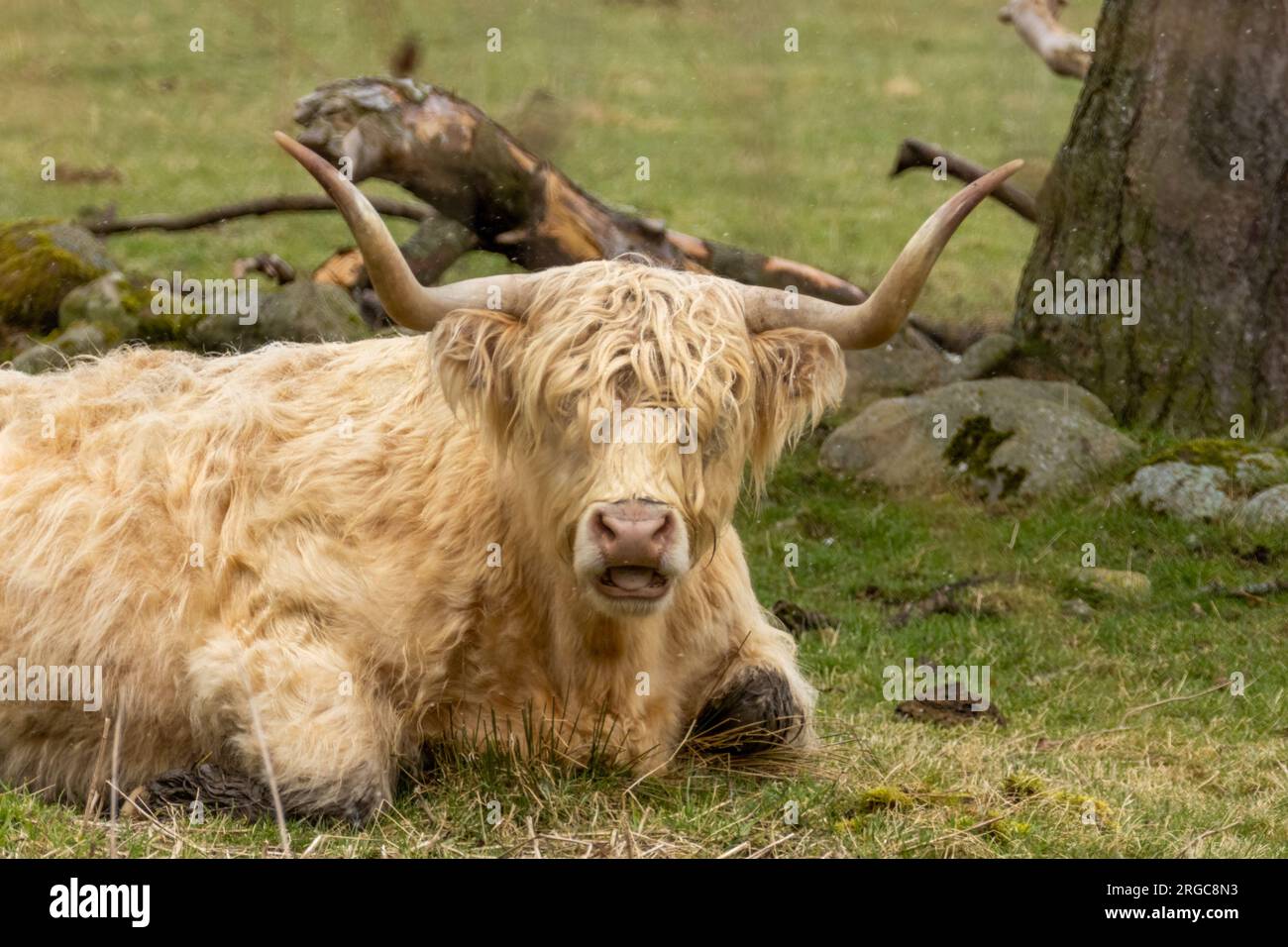 Scottish highland cow with big horns in a field Stock Photo - Alamy
