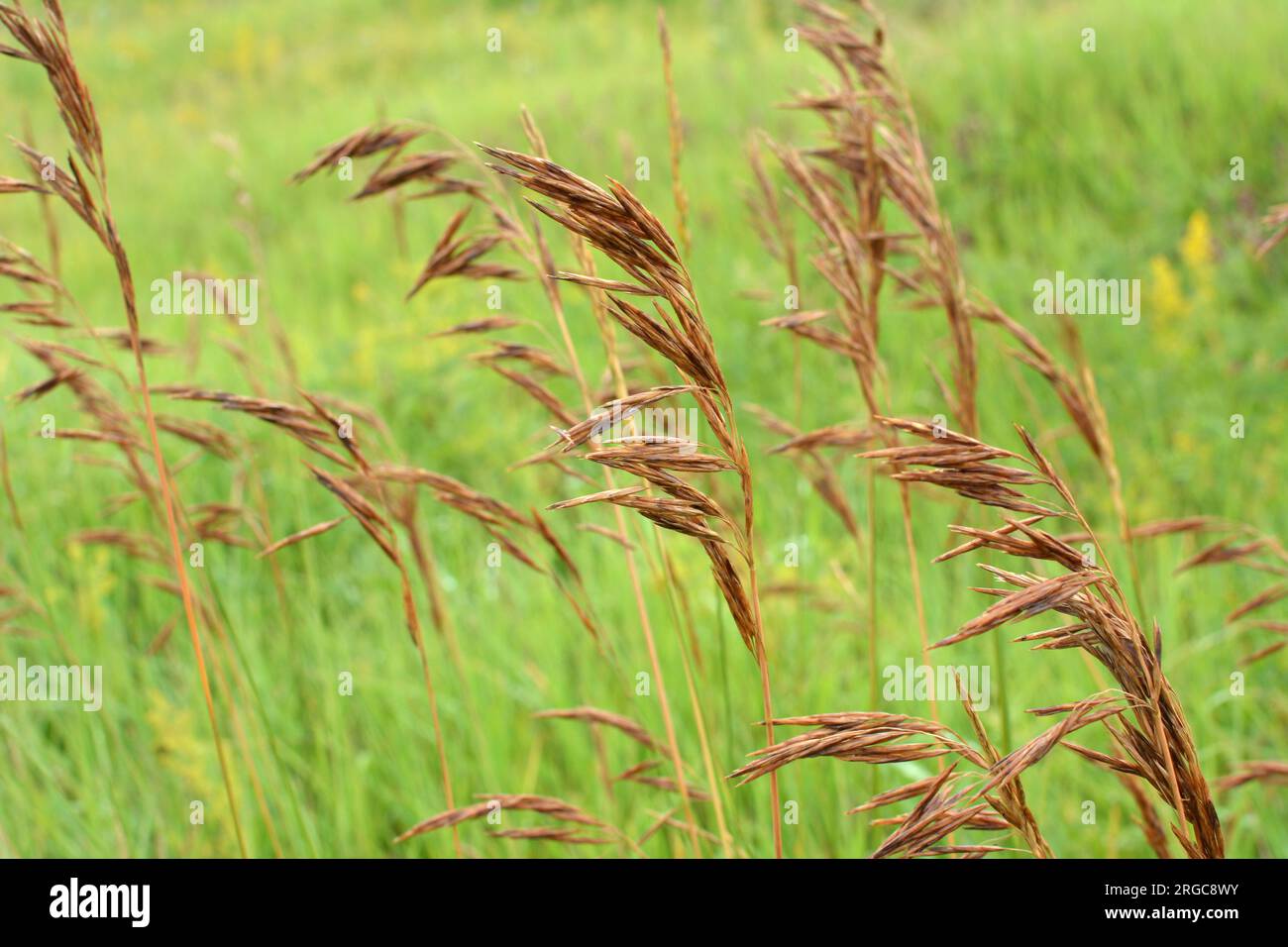 In the wild grows cereal forage grass for animals - bromus inermis Stock Photo