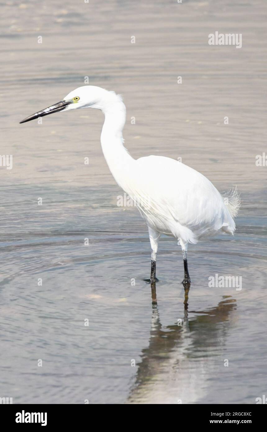 egretta garzetta Stock Photo