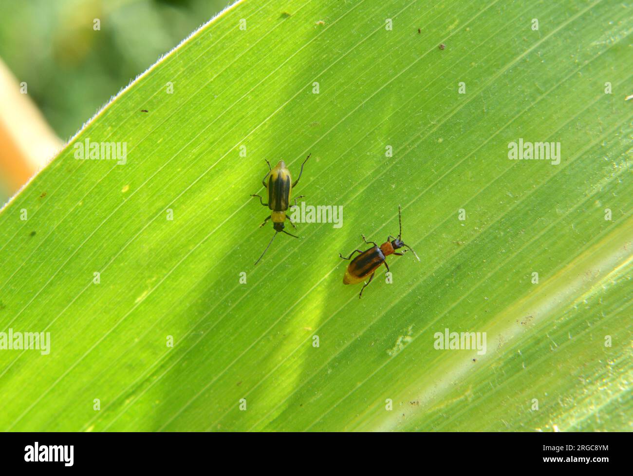The plant is a harmful insect Western corn beetle (Diabrotica