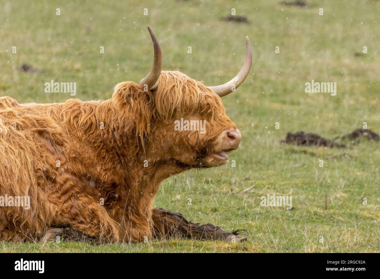 Scottish highland cow with big horns in a field Stock Photo - Alamy