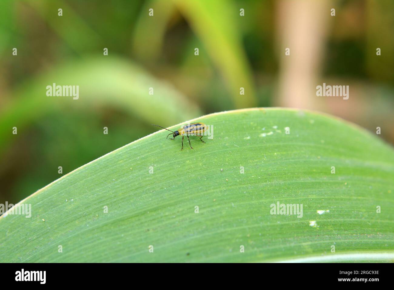 The plant is a harmful insect Western corn beetle (Diabrotica virgifera virgifera Stock Photo