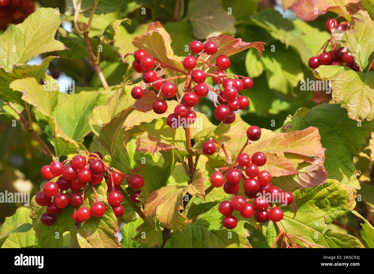 guelder-rose-viburnum-opulus-red-berries-ripen-on-the-branch-of-the