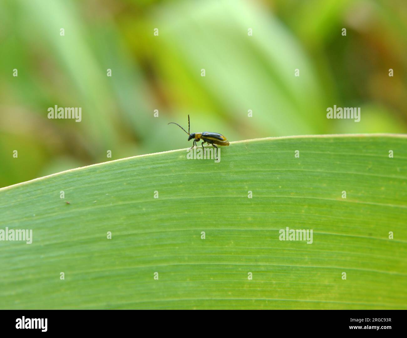 The plant is a harmful insect Western corn beetle (Diabrotica