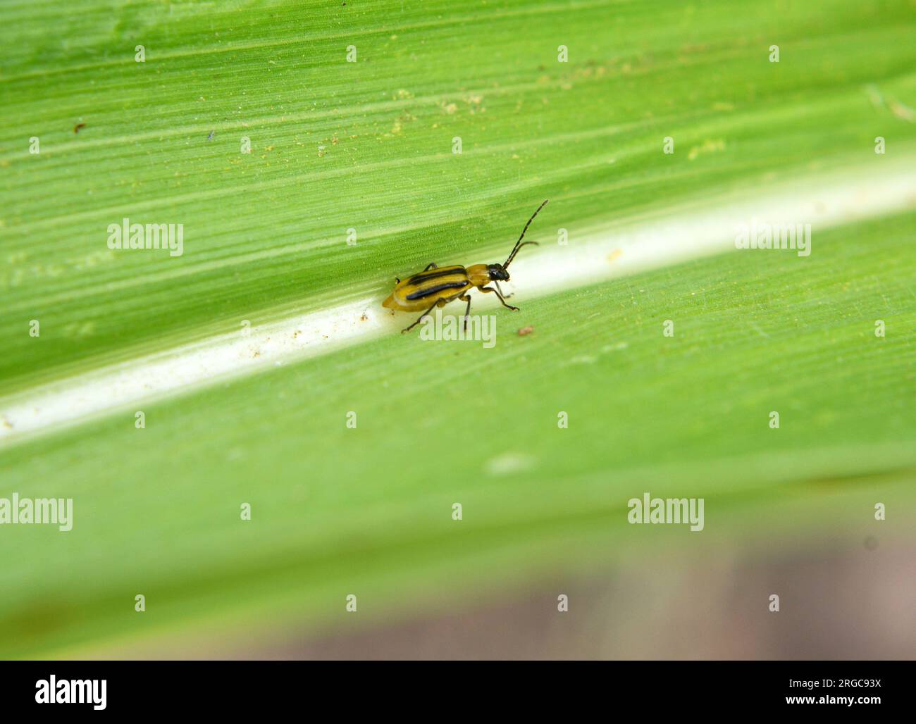 The plant is a harmful insect Western corn beetle (Diabrotica
