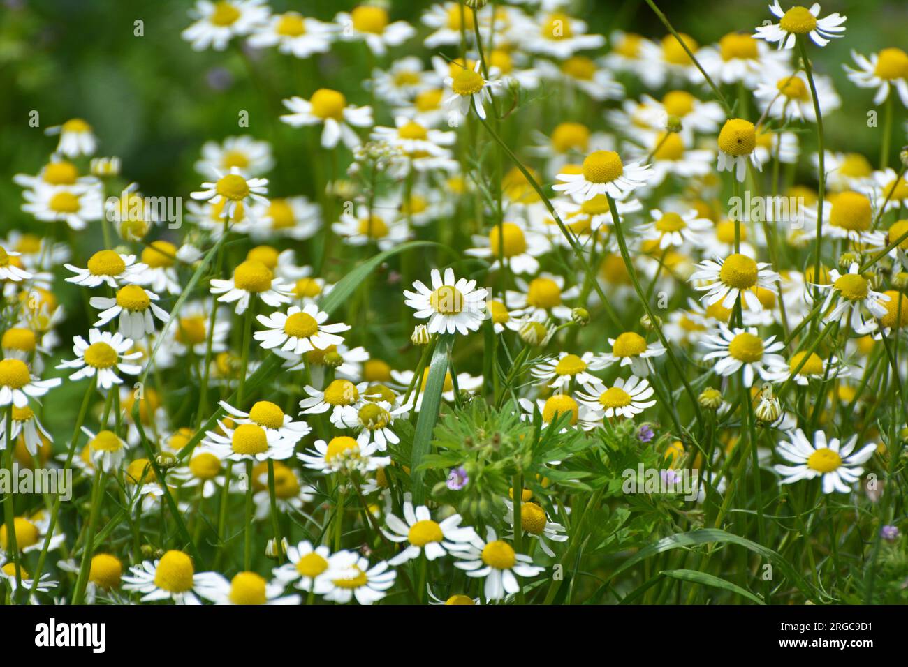 Chamomile blooms hi-res stock photography and images - Alamy
