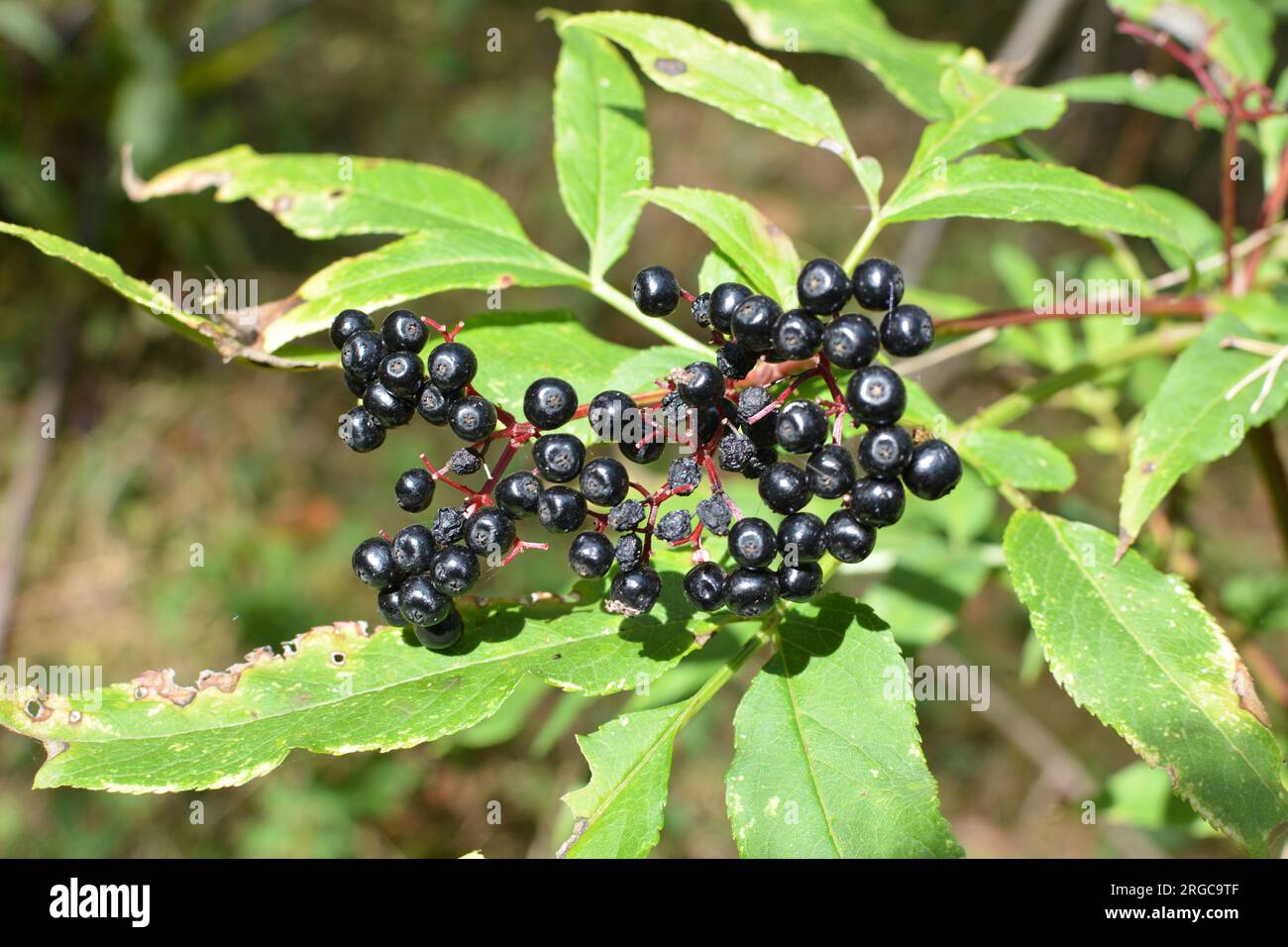 In the wild berries ripe on black grassy elder  (Sambucus ebulus) Stock Photo