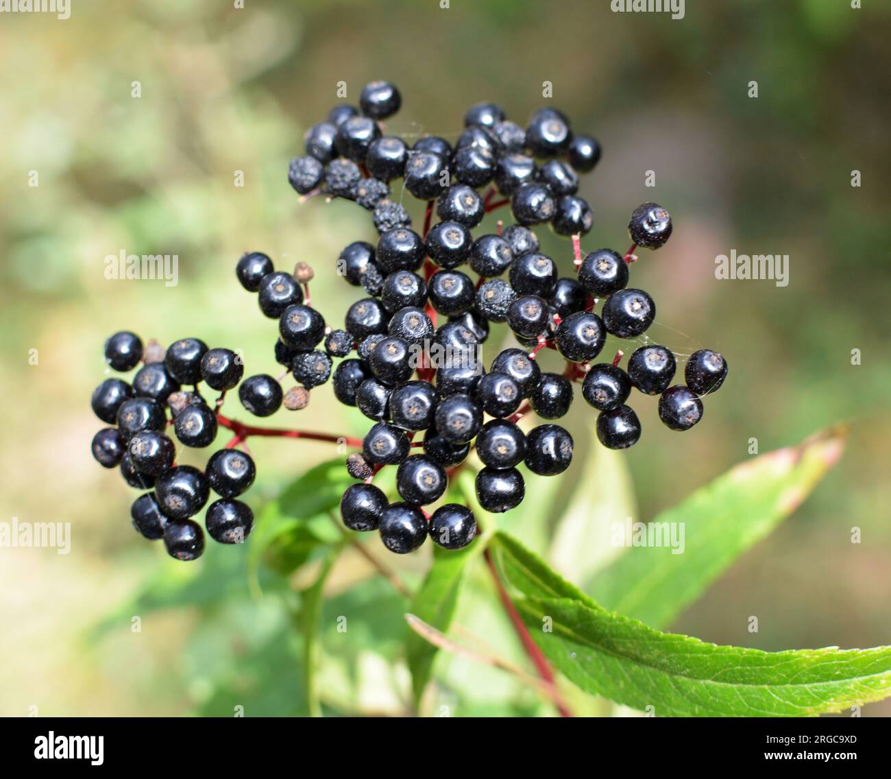 In the wild berries ripe on black grassy elder  (Sambucus ebulus) Stock Photo