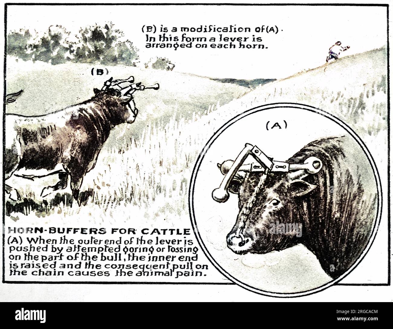 An invention, patented in 1921, designed to give any bull, using his horns in an aggressive fashion, a bash on the nose. Stock Photo