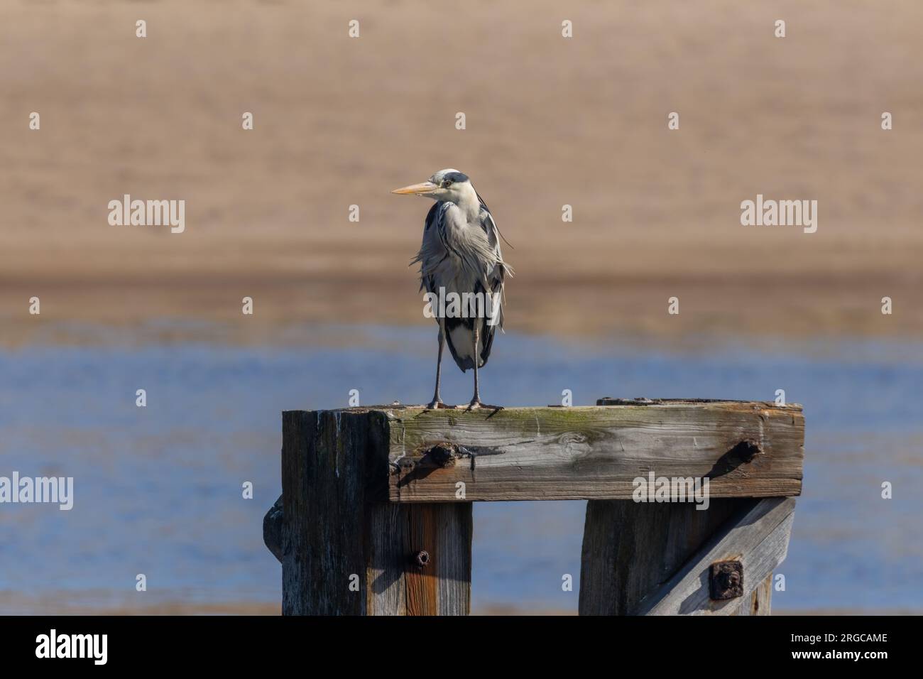 Two People Standing Water Middle River Stock Photo 1378925849