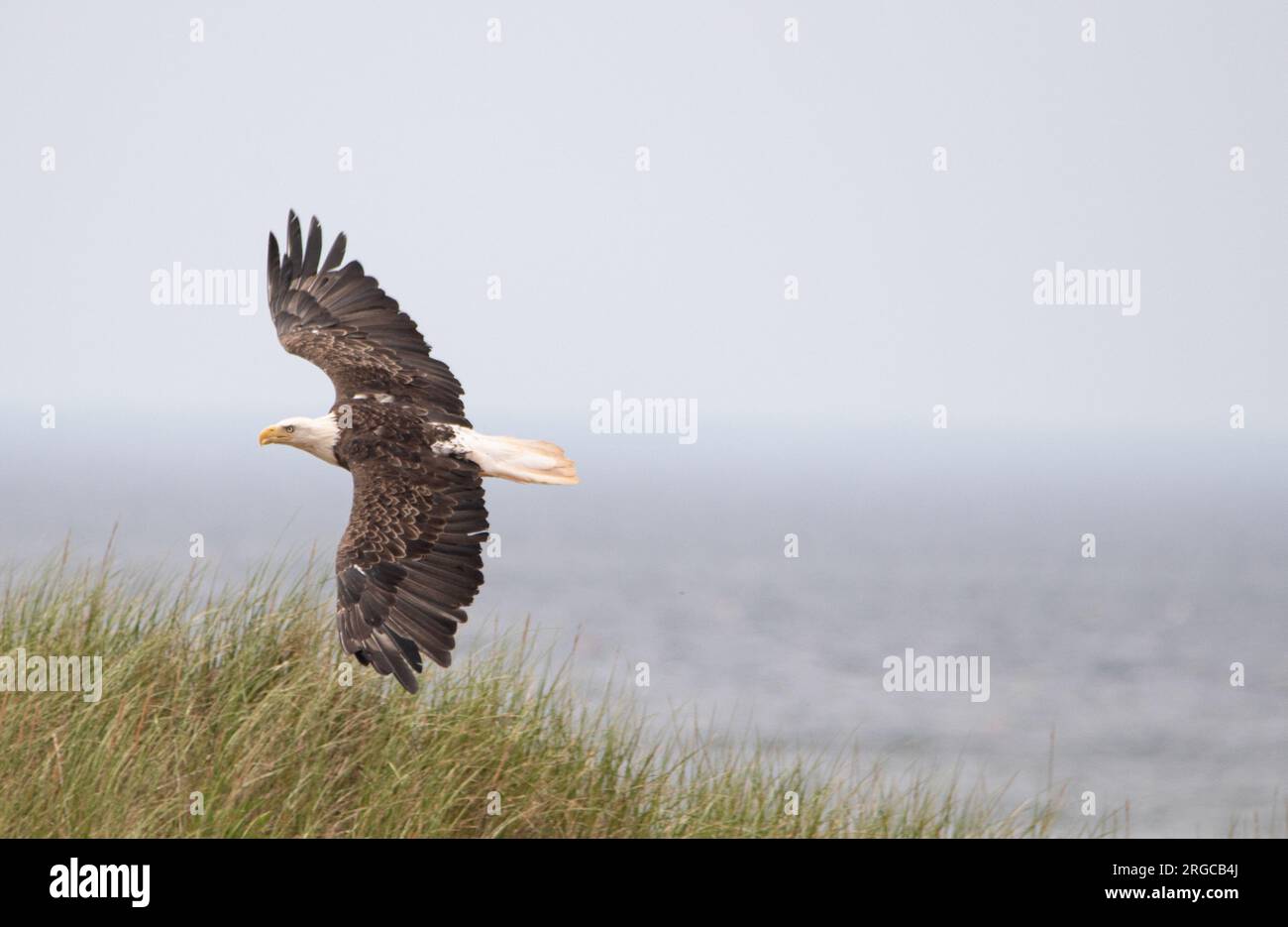 Bald Eagle flying low near Tuna Processing area, in P.E.I Stock Photo