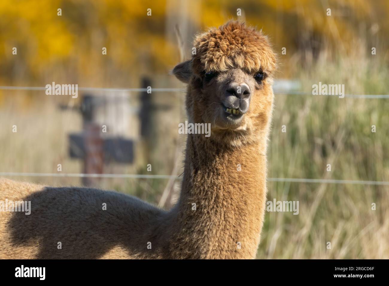 Alpaca close up pulling funny faces Stock Photo