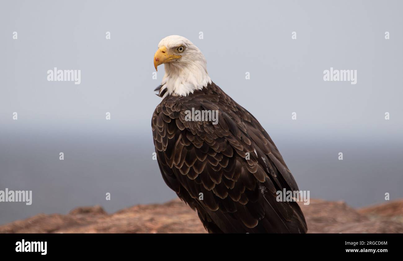 The majestic Bald Eagle graciously permitted me to approach closely, enabling me to capture a remarkably detailed photograph of its magnificence. Stock Photo