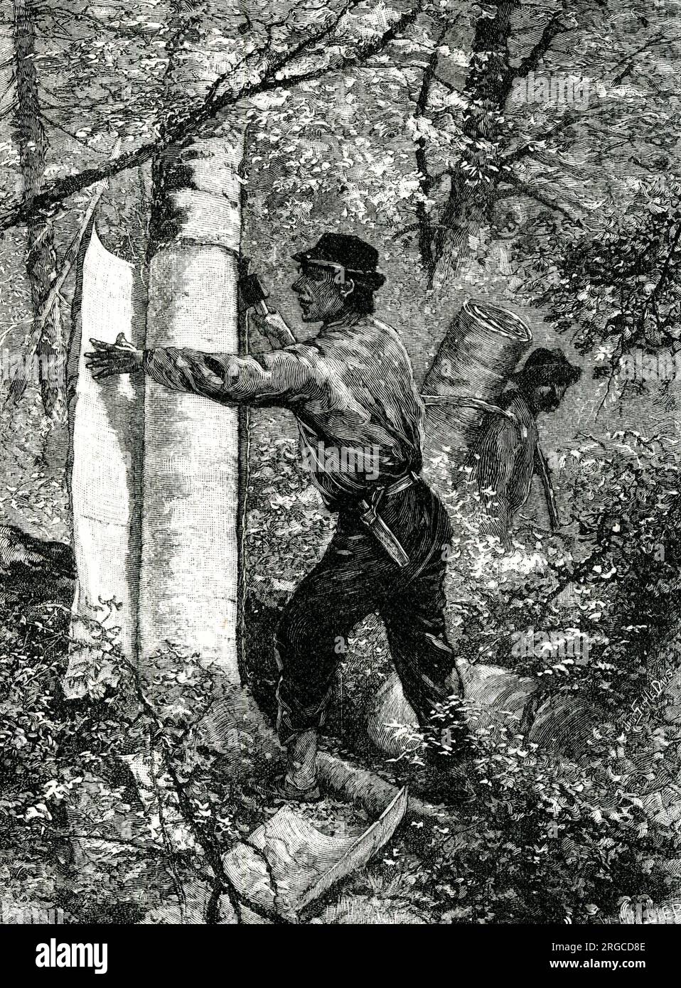 Native American taking tree bark for canoe making Stock Photo