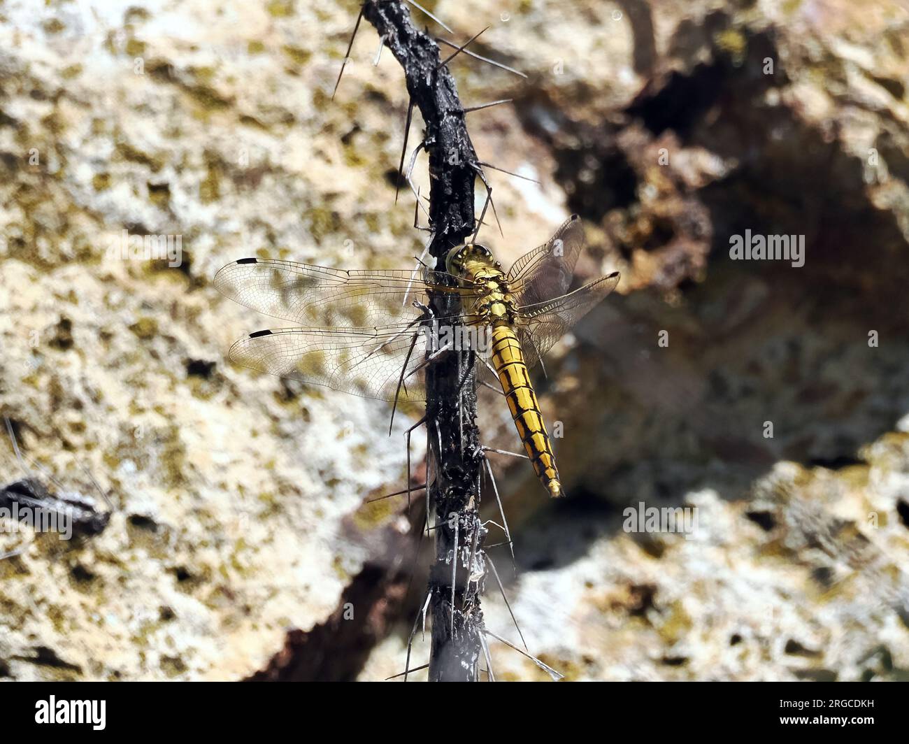 Black-tailed skimmer, Großer Blaupfeil, orthétrum réticulé, Orthetrum cancellatum, vízipásztor, Budapest, Hungary, Magyarország, Europe Stock Photo