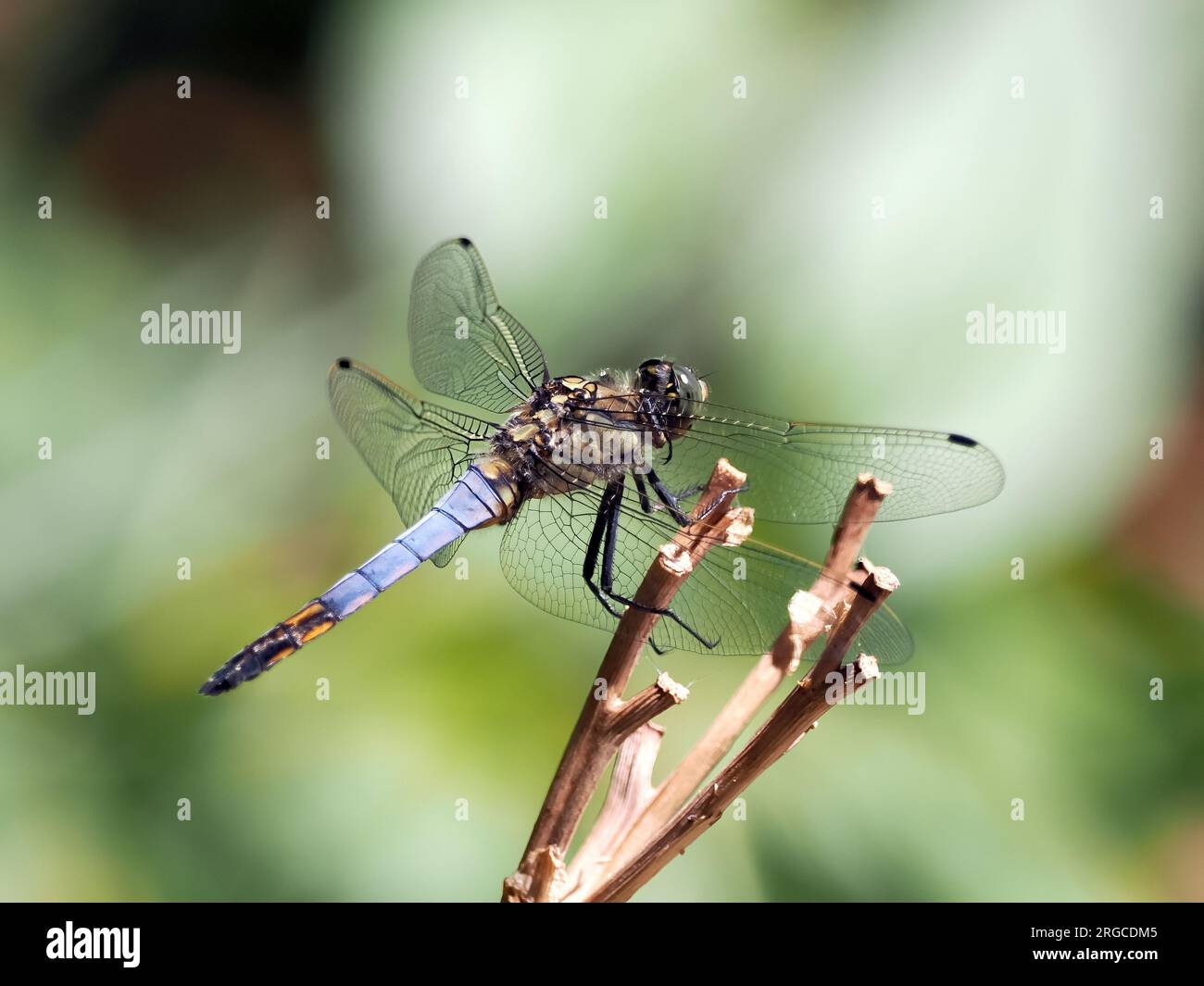 Black-tailed skimmer, Großer Blaupfeil, orthétrum réticulé, Orthetrum cancellatum, vízipásztor, Budapest, Hungary, Magyarország, Europe Stock Photo