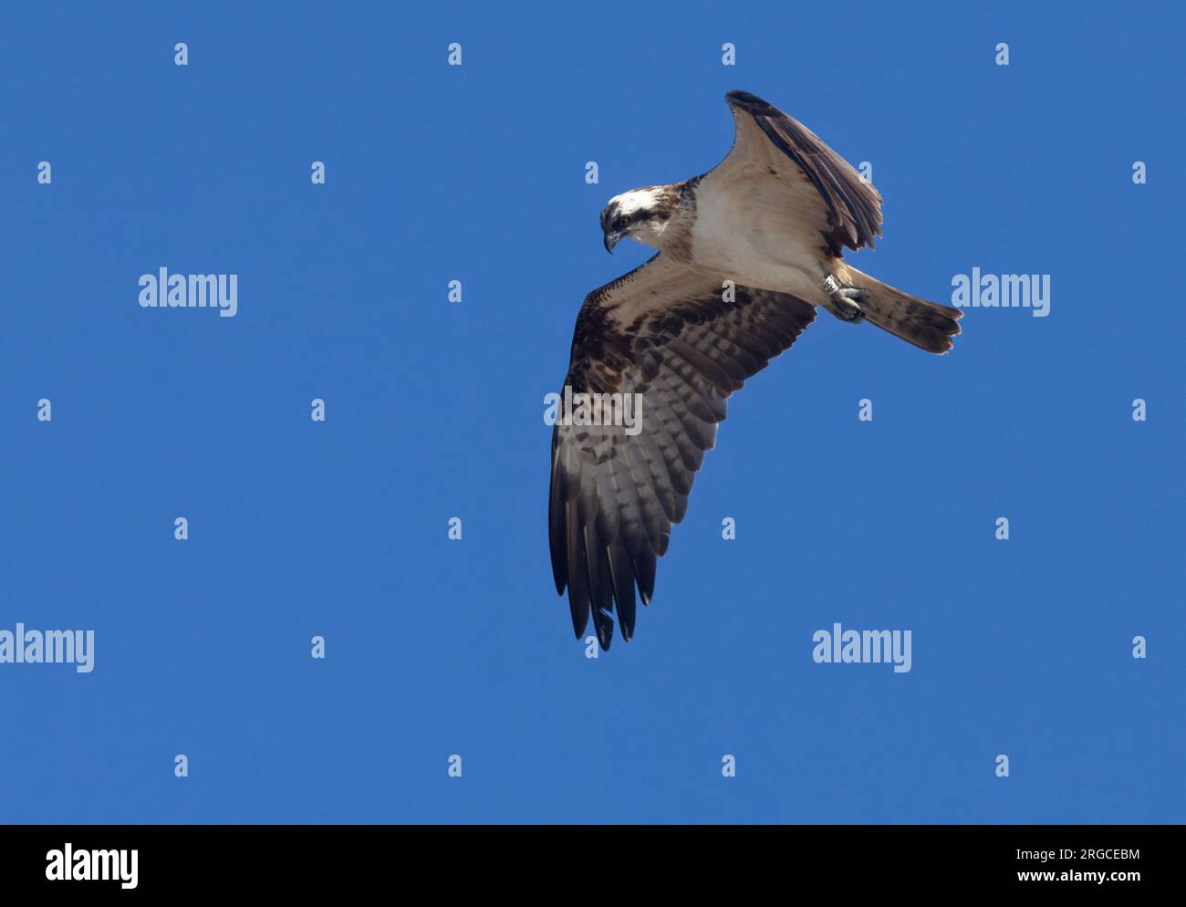 Osprey in flight with bright blue sky background Stock Photo
