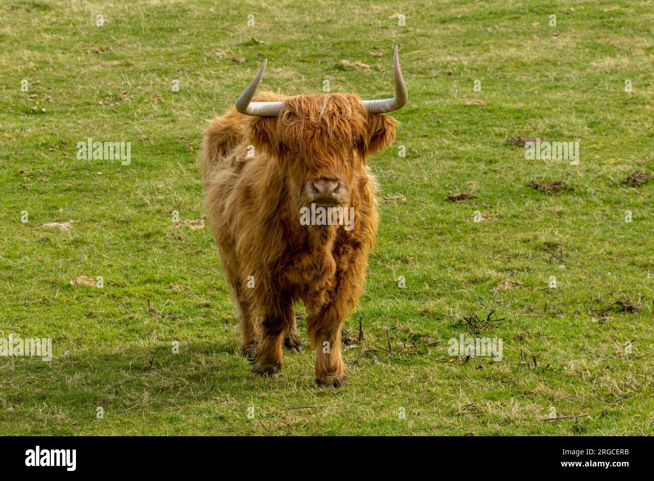 Brown hairy scottish highland cow with big horns in a field Stock Photo ...