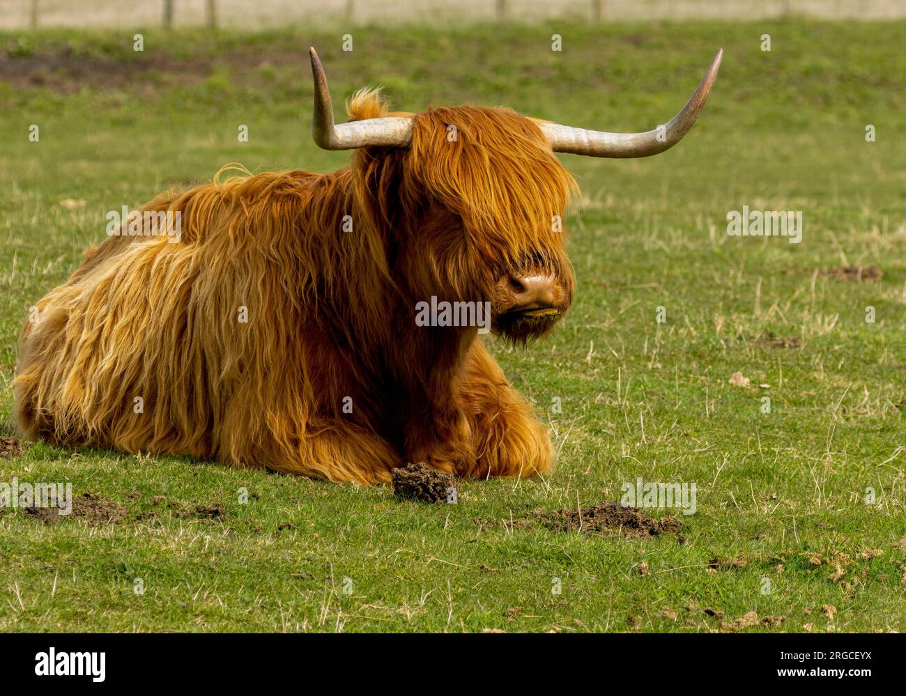 Brown hairy scottish highland cow with big horns in a field Stock Photo ...