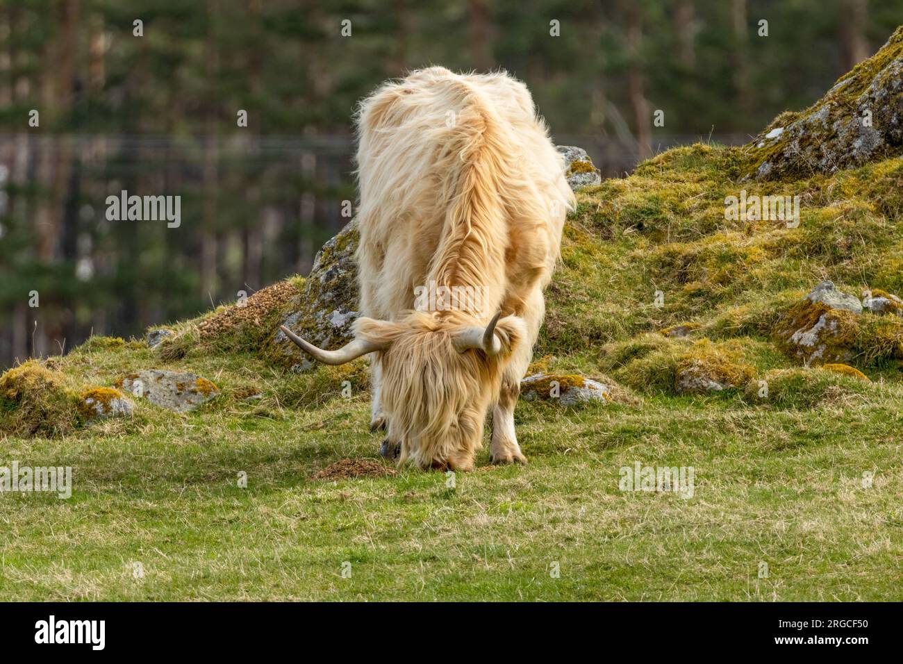 White and hairy scottish highland cow with big horns grazing in a green ...