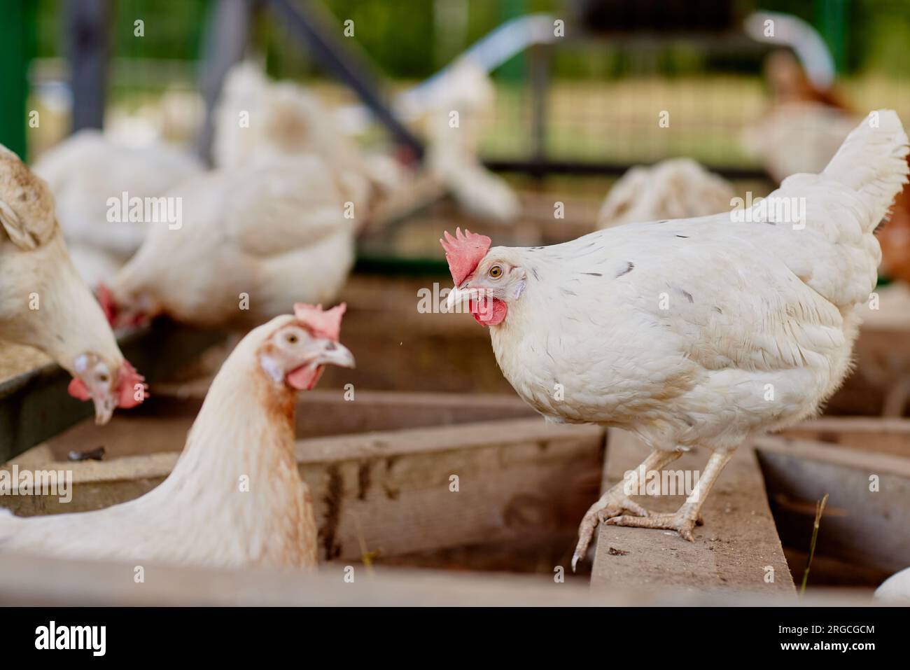 chicken farm in sunny weather, free range chicken farm Stock Photo